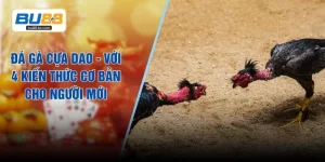 Đá Gà Cựa Dao - Với 4 Kiến Thức Cơ Bản Cho Người Mới
