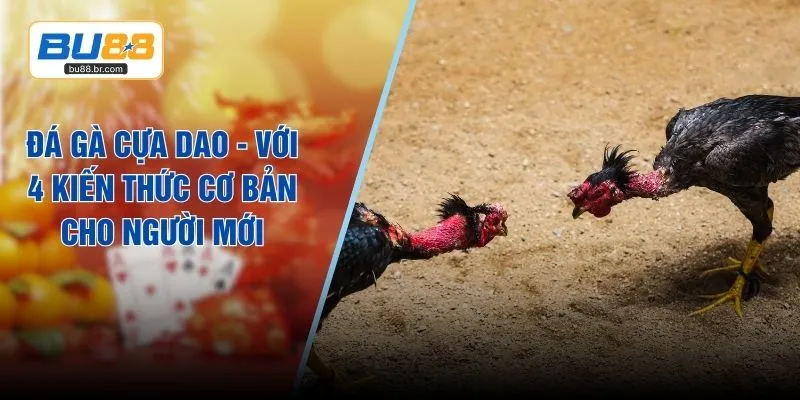 Đá Gà Cựa Dao - Với 4 Kiến Thức Cơ Bản Cho Người Mới