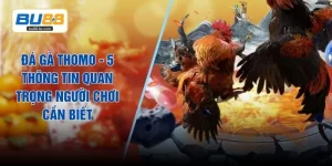 Đá Gà Thomo - 5 Thông Tin Quan Trọng Người Chơi Cần Biết