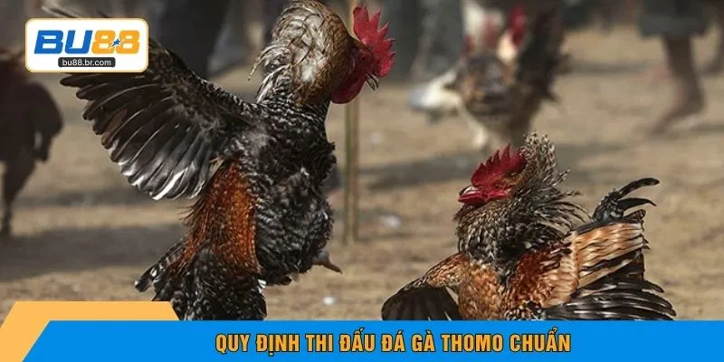 Quy định thi đấu Đá Gà Thomo chuẩn