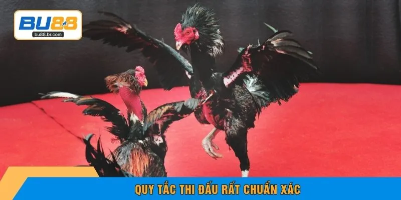 Quy tắc thi đấu rất chuẩn xác