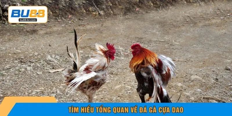 Tìm hiểu tổng quan về đá gà cựa dao