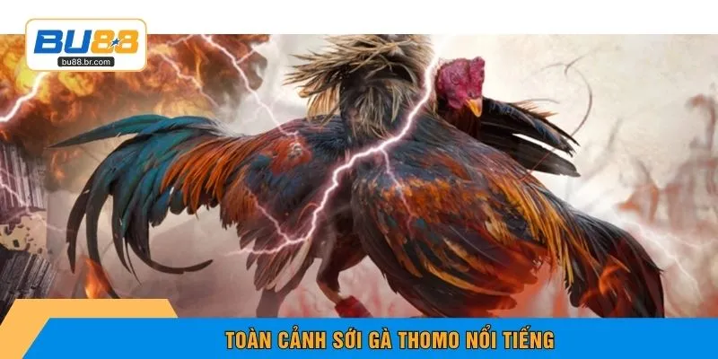 Toàn cảnh sới gà Thomo nổi tiếng